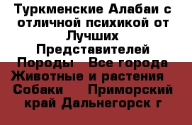 Туркменские Алабаи с отличной психикой от Лучших Представителей Породы - Все города Животные и растения » Собаки   . Приморский край,Дальнегорск г.